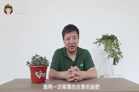 施用一次稀薄的全素的追肥
