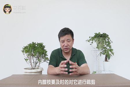 内膛枝要及时的对它进行疏剪