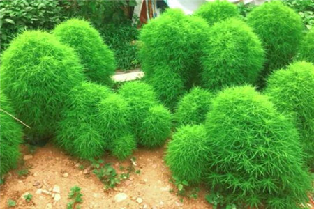 扫帚苗