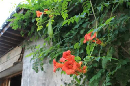 凌霄花
