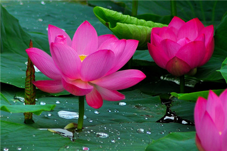 莲花