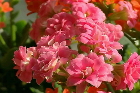 长寿花