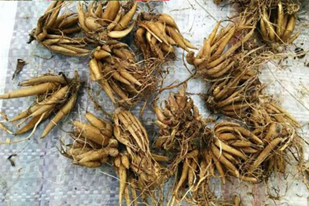 花毛茛种球