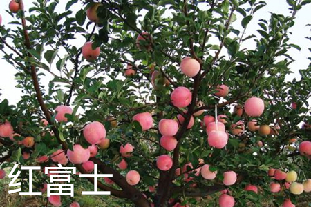 红富士