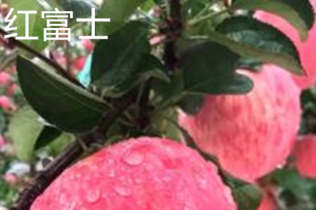 红富士