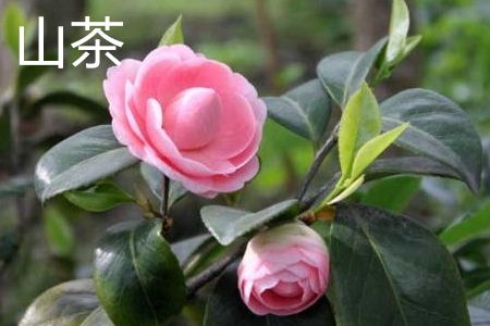 山茶花叶片