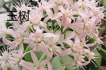 玉树