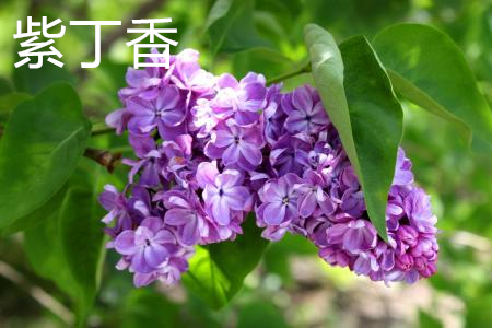 紫丁香叶子