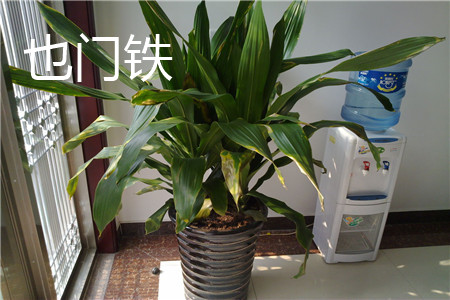 也門鐵和巴西木的區(qū)別