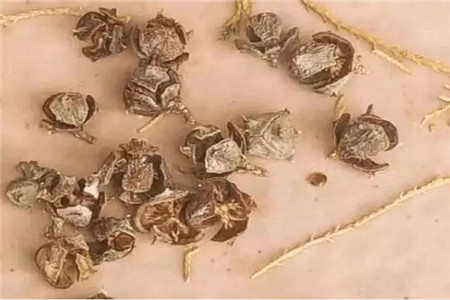 柏树果壳