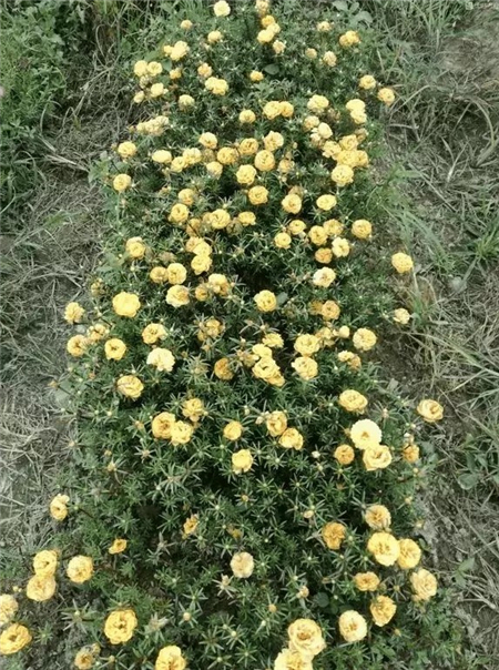 太阳花
