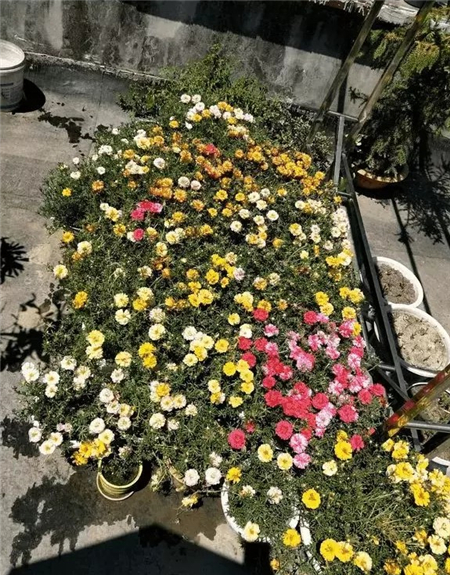 太阳花