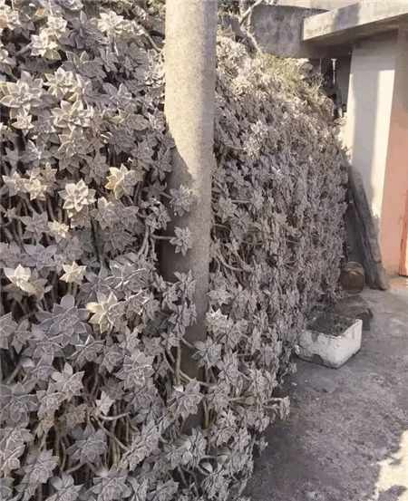 胧月