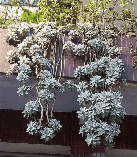 胧月