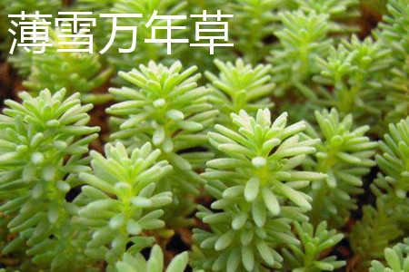 薄雪万年草