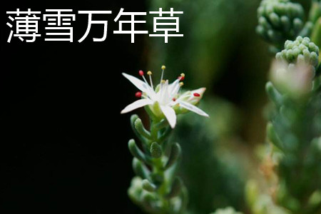 薄雪万年草