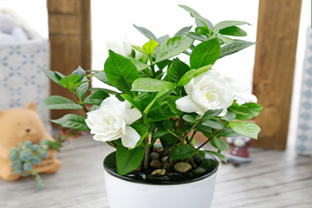 栀子花
