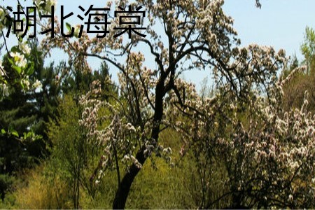 湖北海棠树干