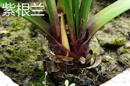 紫根兰