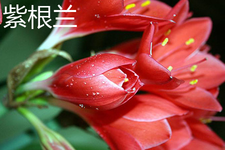 紫根兰
