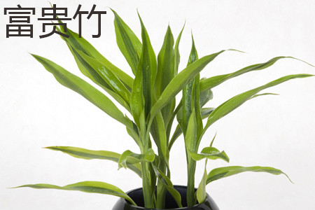 富贵竹