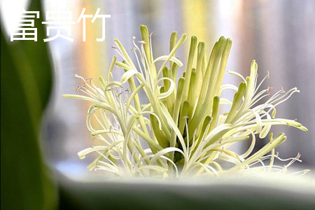 富贵竹
