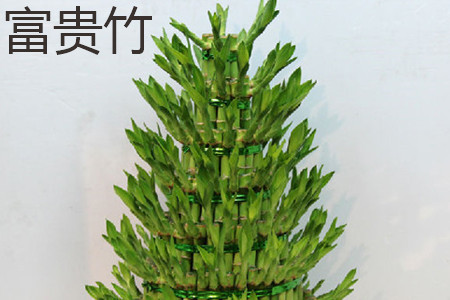 富贵竹