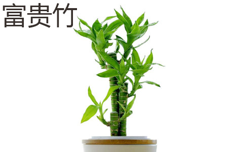 富贵竹