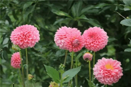大丽花