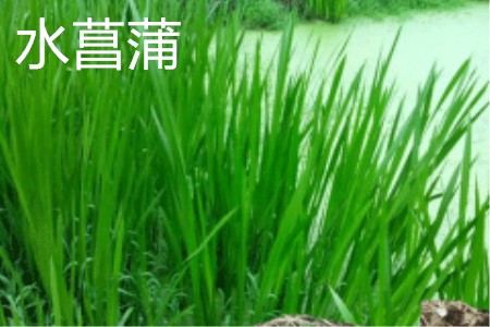 水菖蒲叶片