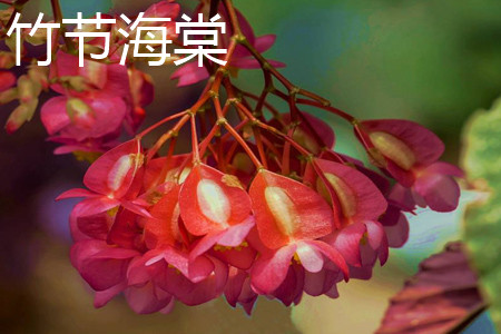 竹节海棠