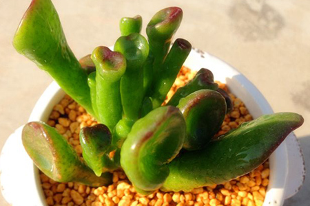 筒叶花月