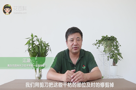 我们用剪刀把这些干枯的部位及时的修剪掉