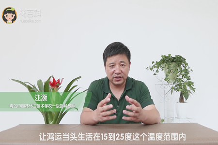 让鸿运当头生活在15到25度这个温度范围内