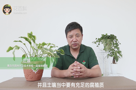 并且土壤当中要有充足的腐殖质