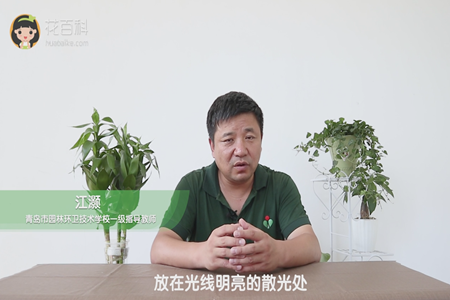 放在光线明亮的散光处