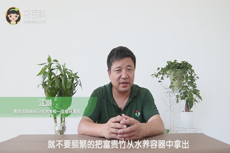 就不要频繁的把富贵竹从水养容器中拿出