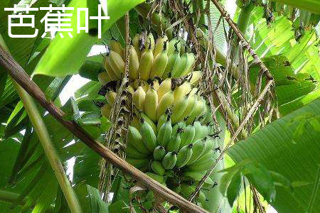 芭蕉叶与香蕉叶的区别
