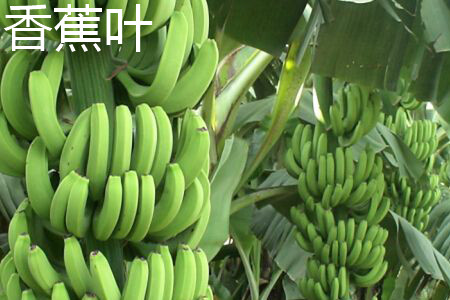 芭蕉叶与香蕉叶的区别