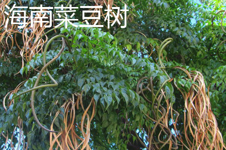 海南菜豆树树干