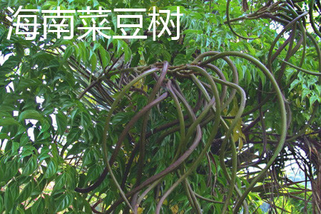 海南菜豆树叶片