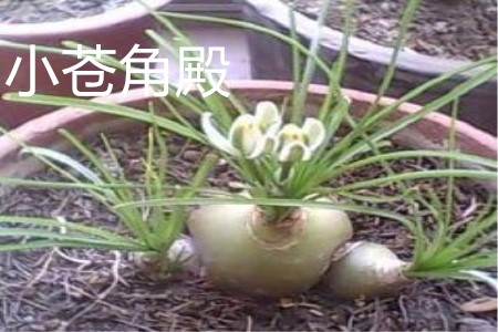 小苍角殿茎部