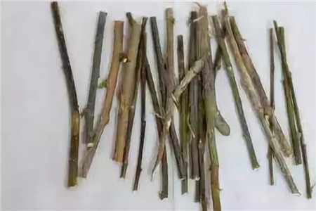 盆底垫点柳树枝