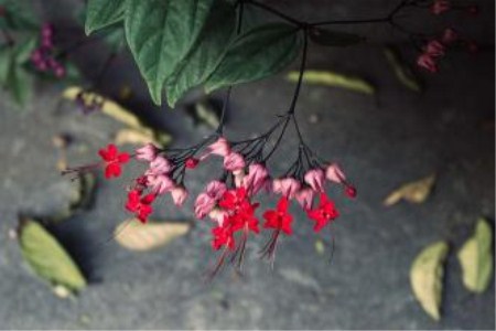 龙吐珠