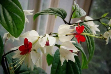 龙吐珠
