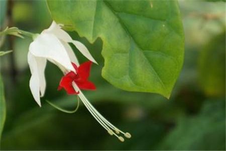 龙吐珠