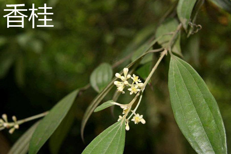 香桂和天竺桂的区别