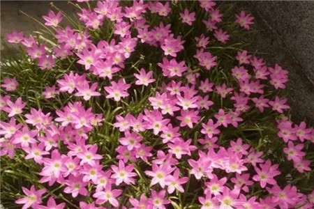 开花的韭兰