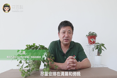 尽量安排在清晨和傍晚