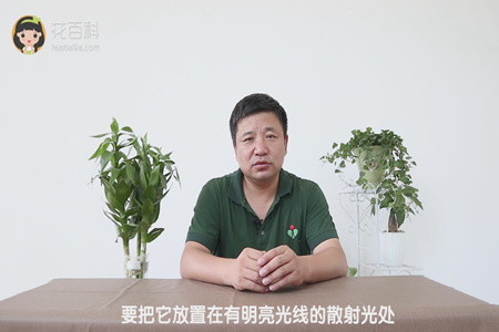 要把它放置在有明亮光线的散射光处